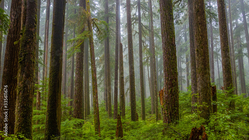 Foggy forest. Sol Duc Falls Trail, Olympic national park. © khomlyak