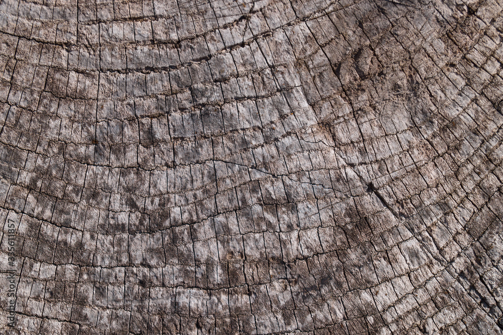Fototapeta premium Old wooden texured surface closeup. Moss and relief on surface. Stock photo of old wooden pattern of aged boards with moss. Brown and gray colors on photo.