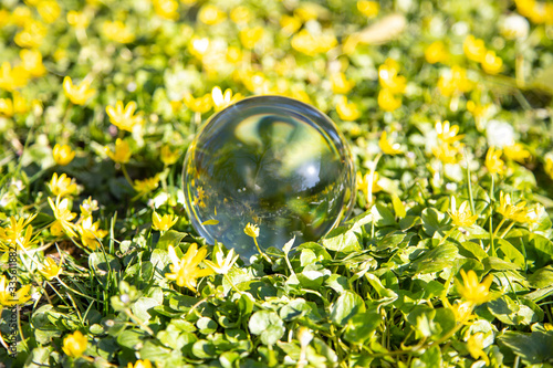 Crystal ball Glaskugel liegt in Mitten vieler gelber Blumen photo