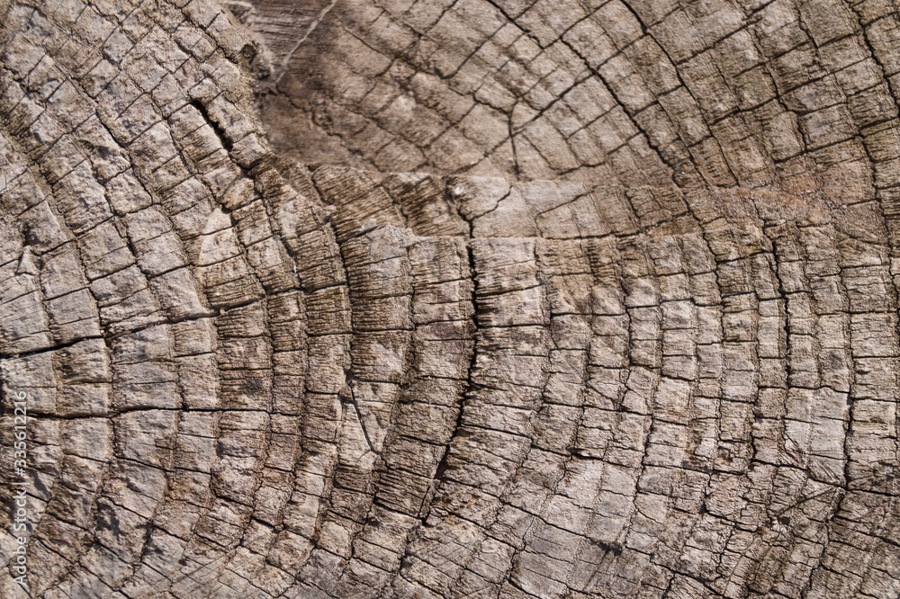 Fototapeta premium Old wooden texured surface closeup. Moss and relief on surface. Stock photo of old wooden pattern of aged boards with moss. Brown and gray colors on photo.