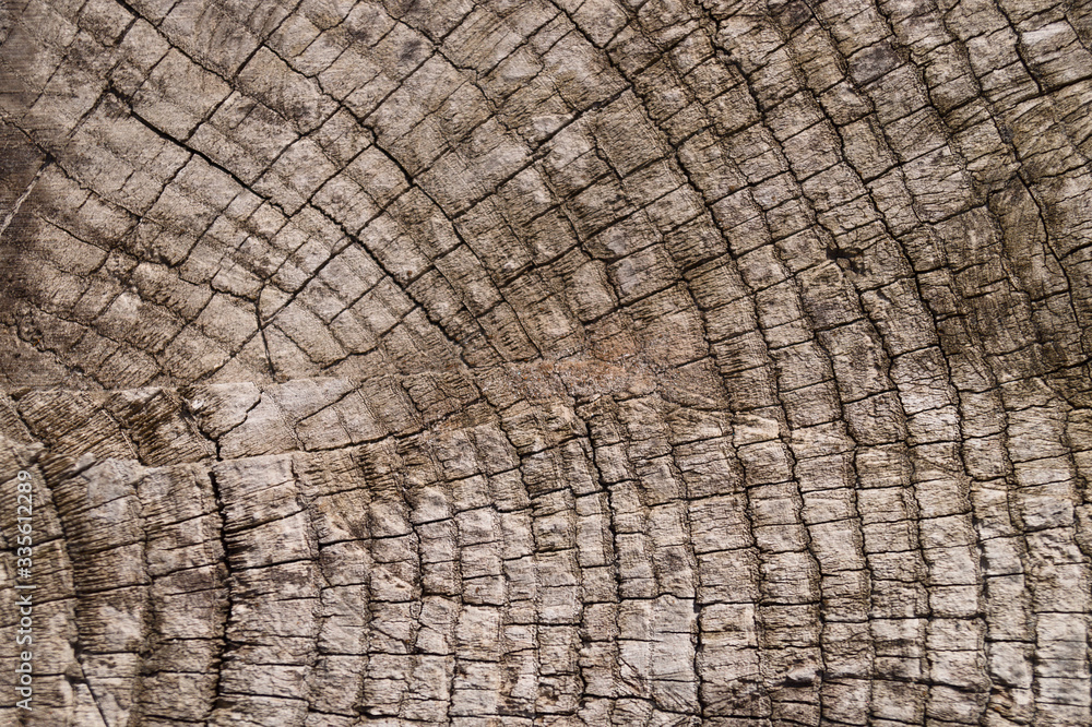 Fototapeta premium Old wooden texured surface closeup. Moss and relief on surface. Stock photo of old wooden pattern of aged boards with moss. Brown and gray colors on photo.