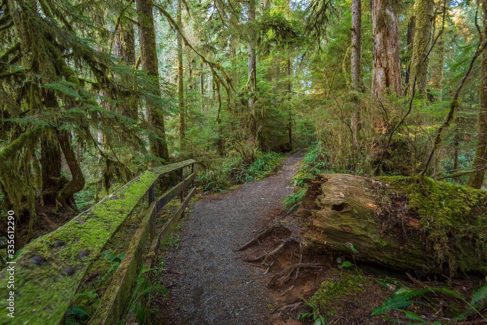 Trail in a dense forest among logs. Quinault Loop Trail, Olympic National Forest Trail in a dense forest among logs. Quinault Loop Trail, Olympic National Forest