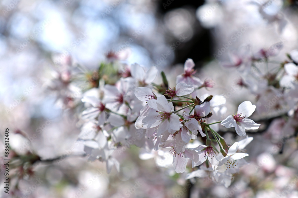 Naklejka blooming cherry tree