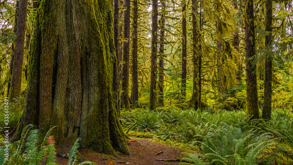 Rainforest with lots of trees covered with moss. Hoh Rain Forest, Olympic National Park, Washington state, USA
