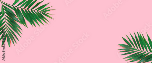 Minimal tropical green palm leaf on  pink paper background.