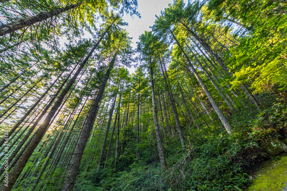 Summer on Rattlesnake Ridge Trail. Washington state. Summer on Rattlesnake Ridge Trail. Washington state.