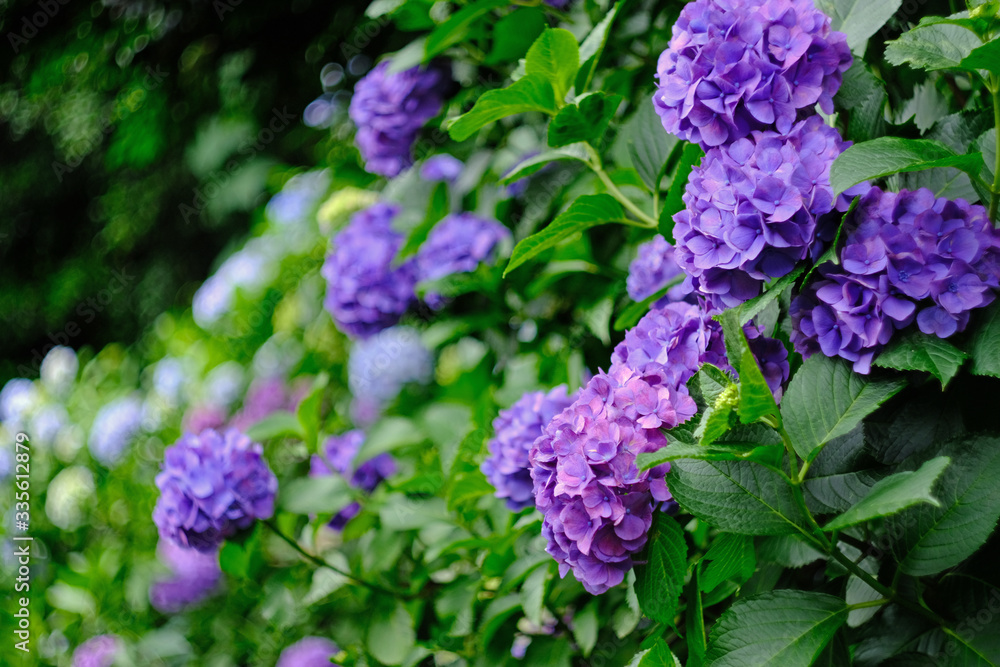 purple hydrangea in the garden purple hydrangea in the garden