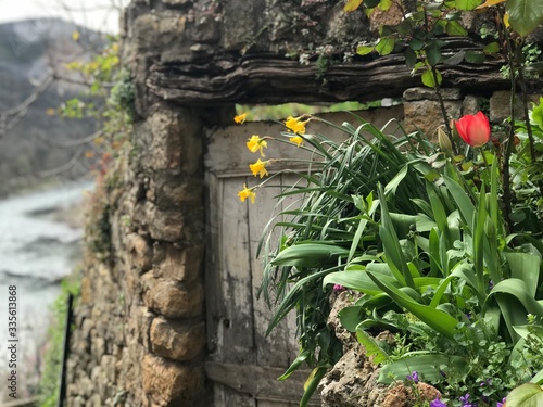 Jonquilles et fleurs printanières dans le village troglodytique de Peyre, vallée du Tarn  photo