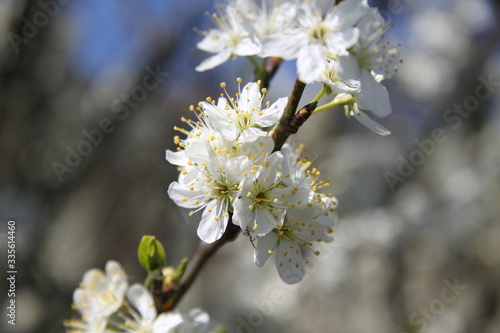 Mirabelle plums orchard flowering trees during springtime