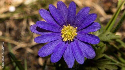 Lila Blume mit gelben Stempel