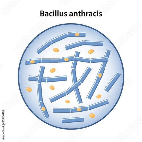 Anthrax bacilli in magnifying glass. Microbiology. Vector illustration in flat style isolated over white background