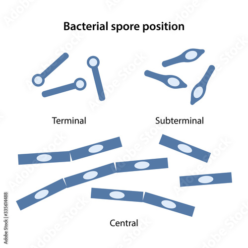 The position of the bacillus spores: central, terminal, subterminal. The figure shows three examples of locations of spore. Vector illustration in flat style isolated over white background