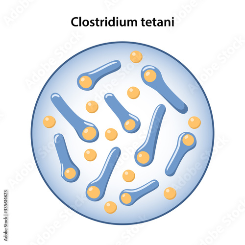 Bacillus tetanus in magnifying glass. Microbiology. Vector illustration in flat style isolated over white background