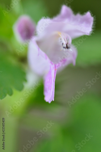 Orchid bloom