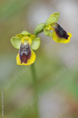 Orchid bloom