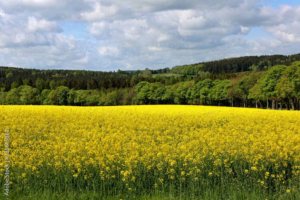 Obraz premium Sommer, Rapsfeld