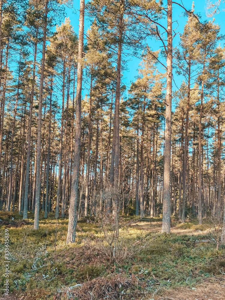 Fototapeta premium Tall trees in the Swedish forest