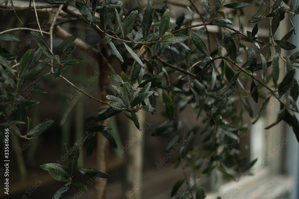 Obraz premium tree on the street rain 