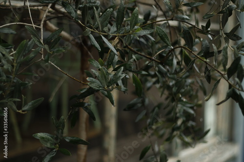 Wallpaper Mural tree on the street rain  Torontodigital.ca