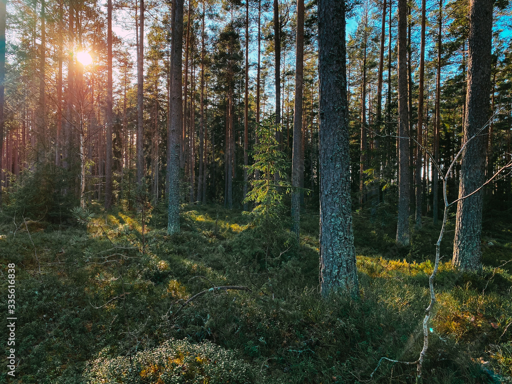 Obraz premium Sunlight beautiful green forest with pine trees in Sweden.