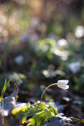 leuchtende weiße Blumen im Wald mit Bokeh © Daniela