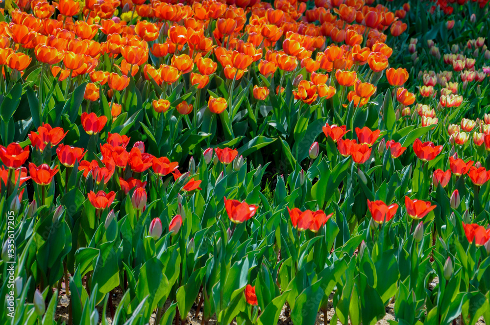 Red tulips in the garden close-up