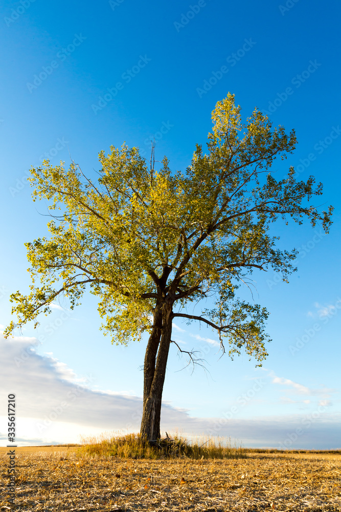 Fototapeta premium Single Tree
