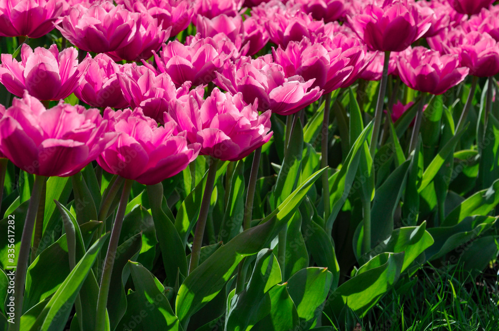 Pink tulips in the garden close-up Pink tulips in the garden close-up