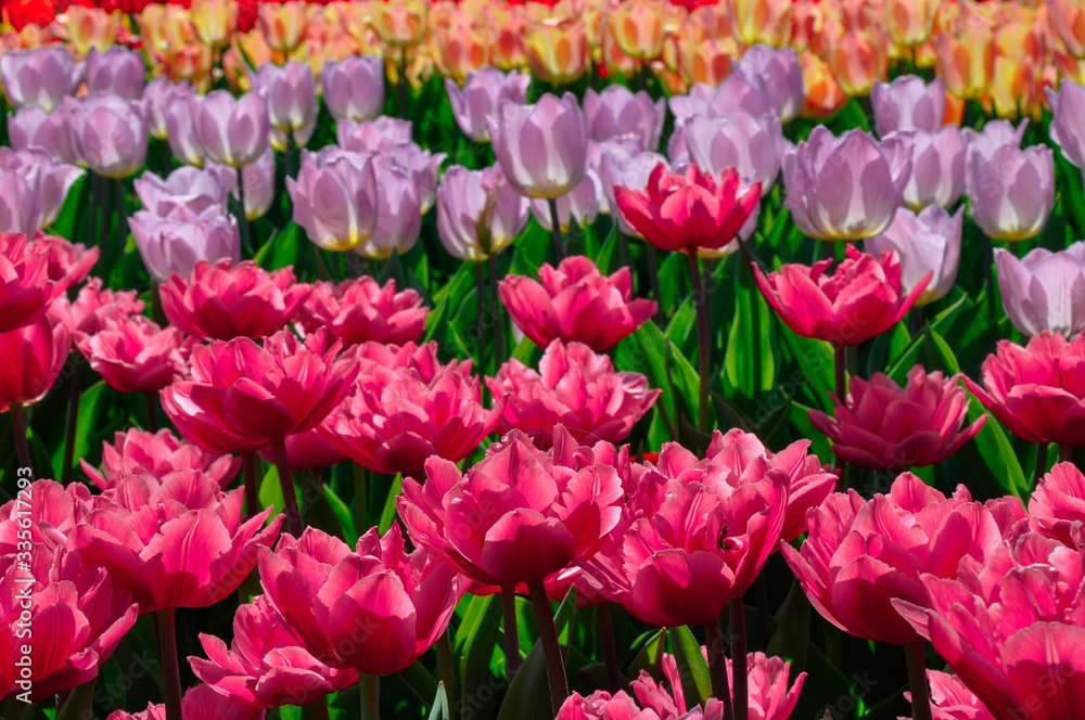 Red, pink, yellow tulips in the garden close-up Red, pink, yellow tulips in the garden close-up