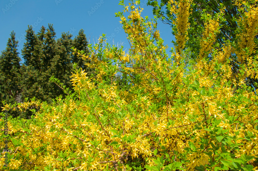 Beautiful tree with bright yellow and green leaves