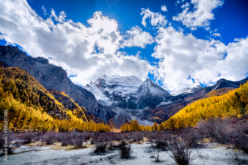 Nature landscape river in pine forest mountain valley,Snow Mountain in daocheng yading,Sichuan,China.
