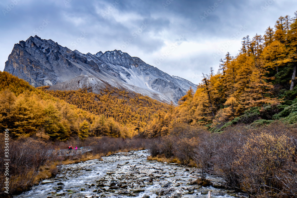 Nature landscape river in pine forest mountain valley,Snow Mountain in daocheng yading,Sichuan,China.