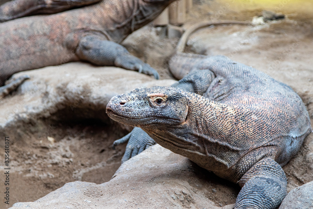 head of a komodo dragon lizard head of a komodo dragon lizard