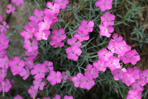 Goździk siny Dianthus gratianopolitanus