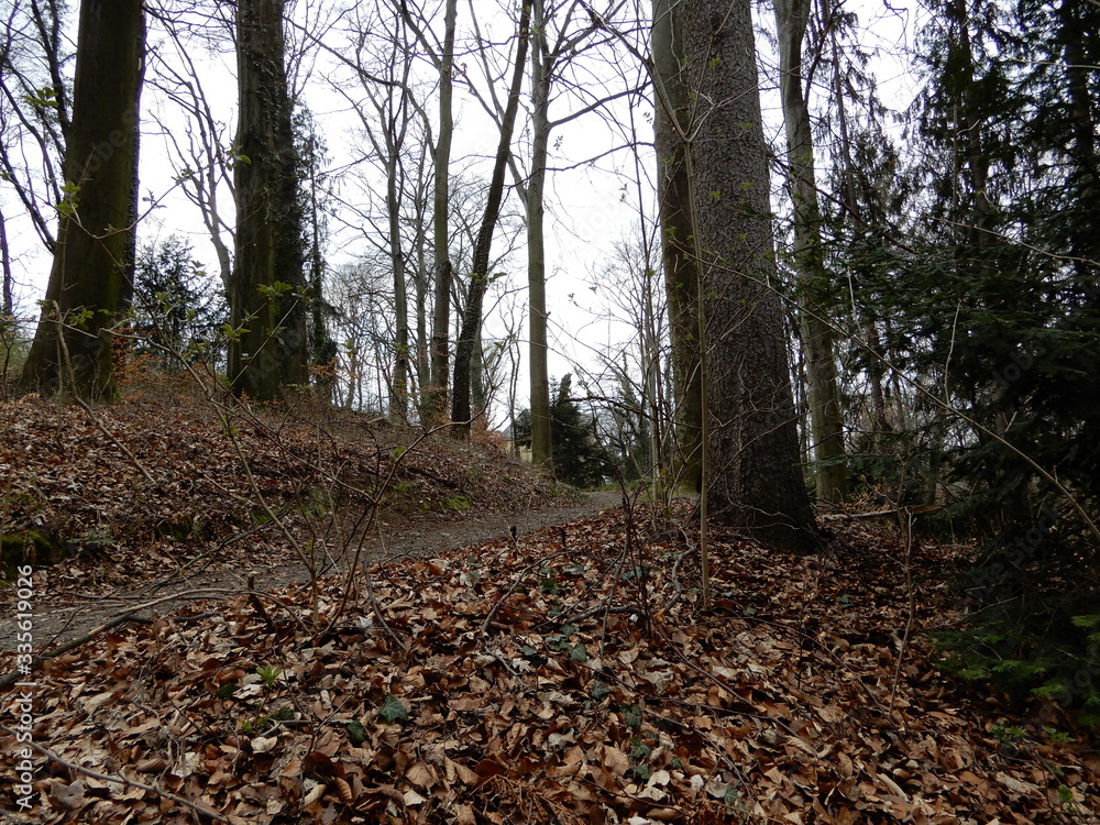 path in the forest path in the forest