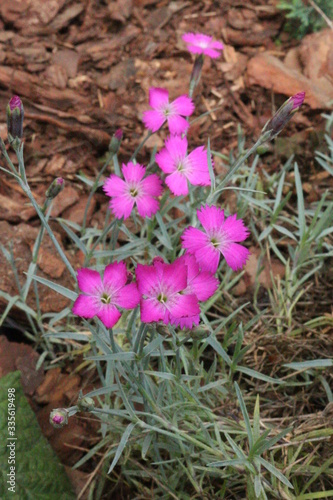 Goździk siny Dianthus gratianopolitanus