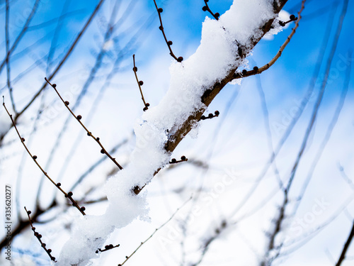 branch with snow