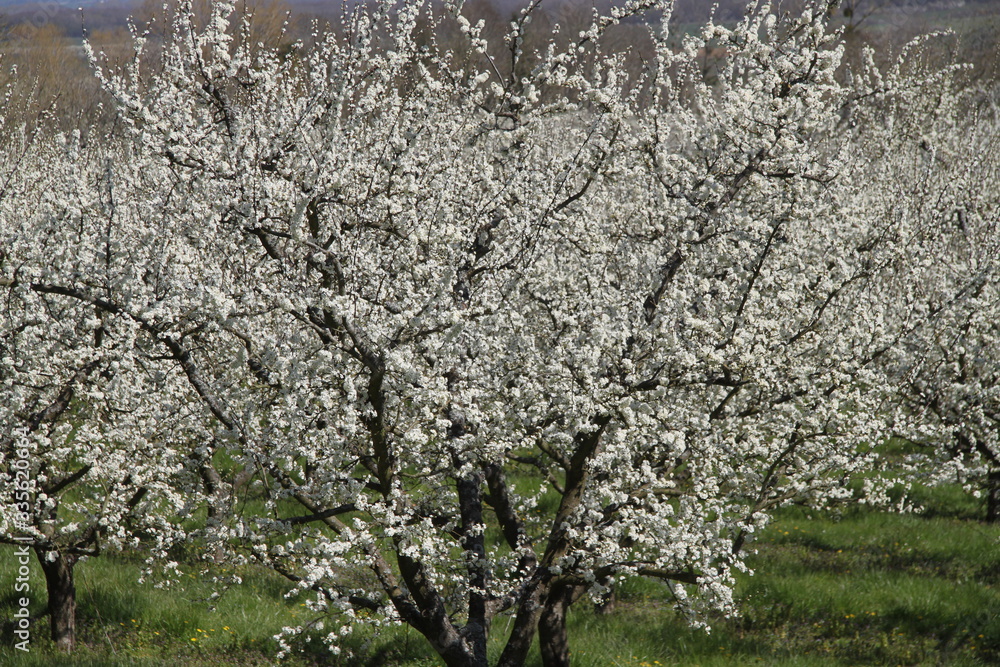 Mirabelle plums orchard flowering trees during springtime Mirabelle plums orchard flowering trees during springtime