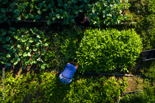 Organic Farm in a Quilombola Community in Brazil. Top view of the plantation with farmers working on the field.