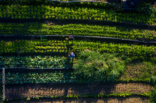 Organic Farm in a Quilombola Community in Brazil. Top view of the plantation with farmers working on the field.