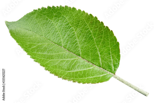 Green apple leaf isolated on white background. Leaves Apple Clipping Path