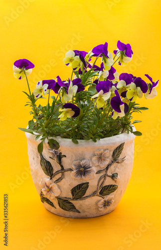 beautiful violets in a clay pot  live flowers in your home