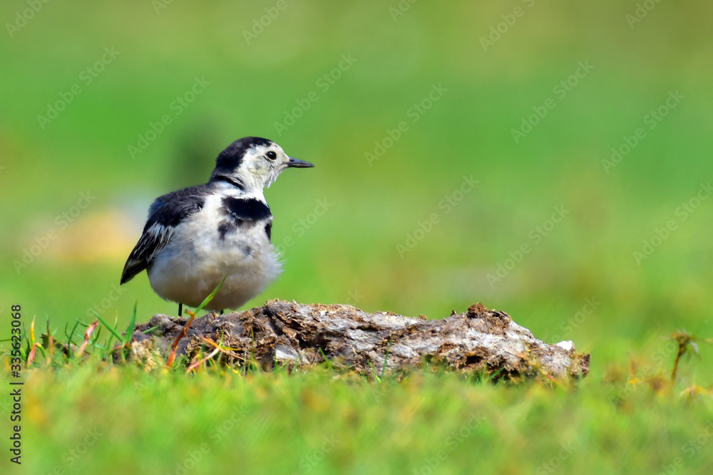 The white wagtail is a small passerine bird in the family Motacillidae, which also includes pipits and longclaws.
