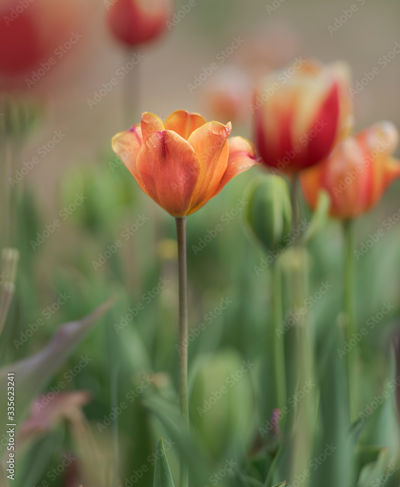 Pastel, Orange Tulips in Field in Springtime