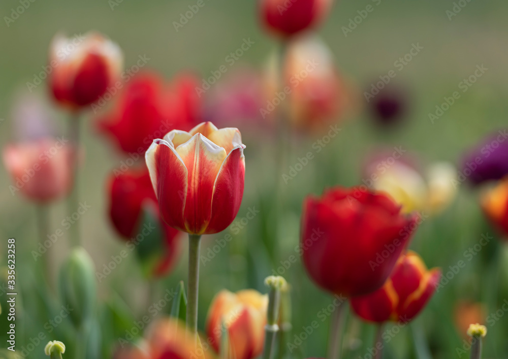 Close-up of Red and Yellow Tulips in Field Close-up of Red and Yellow Tulips in Field
