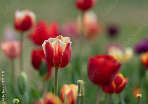 Close-up of Red and Yellow Tulips in Field