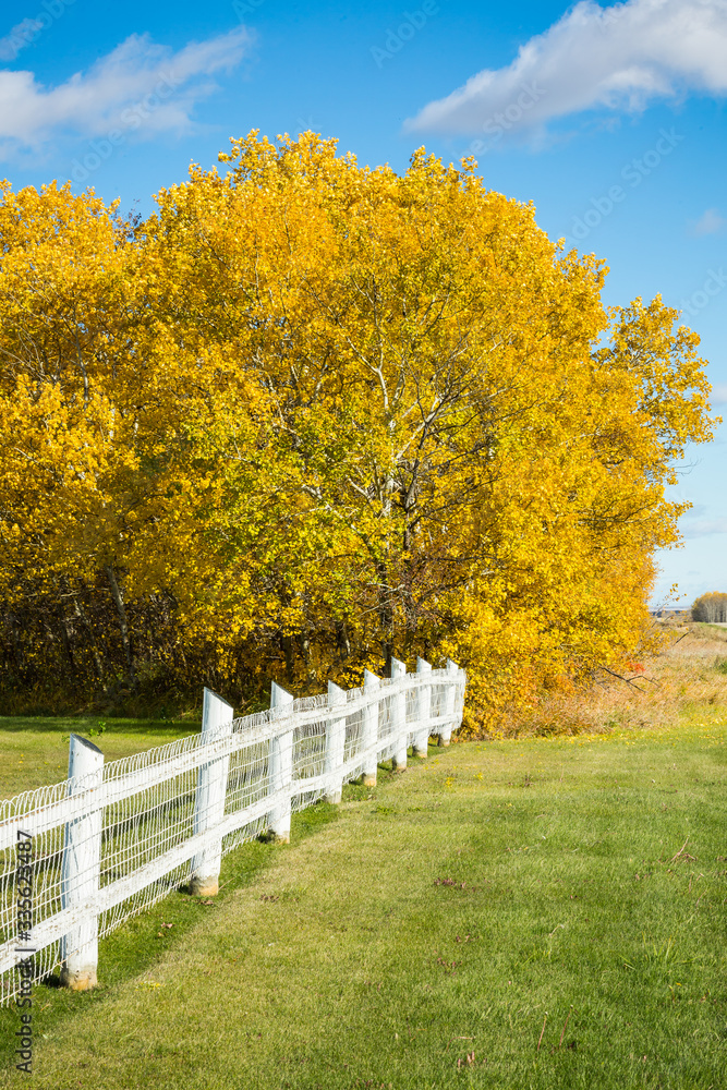 White Fence in Autumn White Fence in Autumn