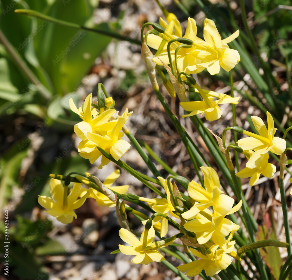 Obraz premium Narcissus triandrus 'hawera' | Narcisse des glénan aux petites fleurs penchées en forme de trompette entourée de fin pétales étoilées jaune canari 