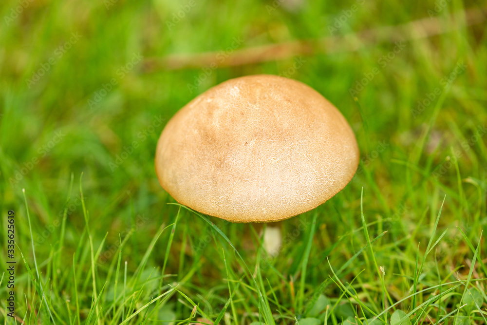 A Lone Mushroom in Thin Green Grass