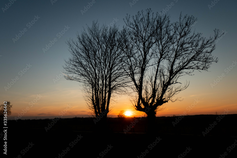 Wunderschöner Sonnenuntergang durch die Bäume betrachtet